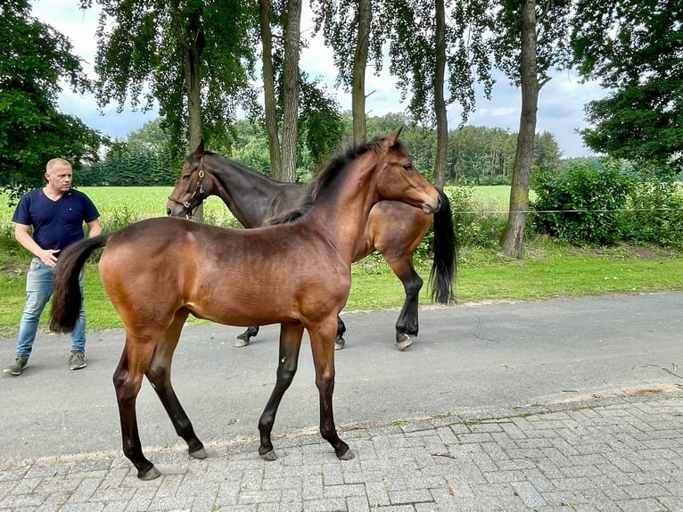 AES Merrie veulen (02/2024) 170 cm Bruin in Neuenkirchen