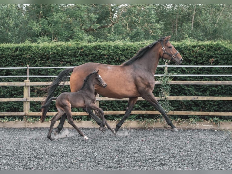 AES Merrie veulen (05/2024) 170 cm Roodbruin in Gloucester