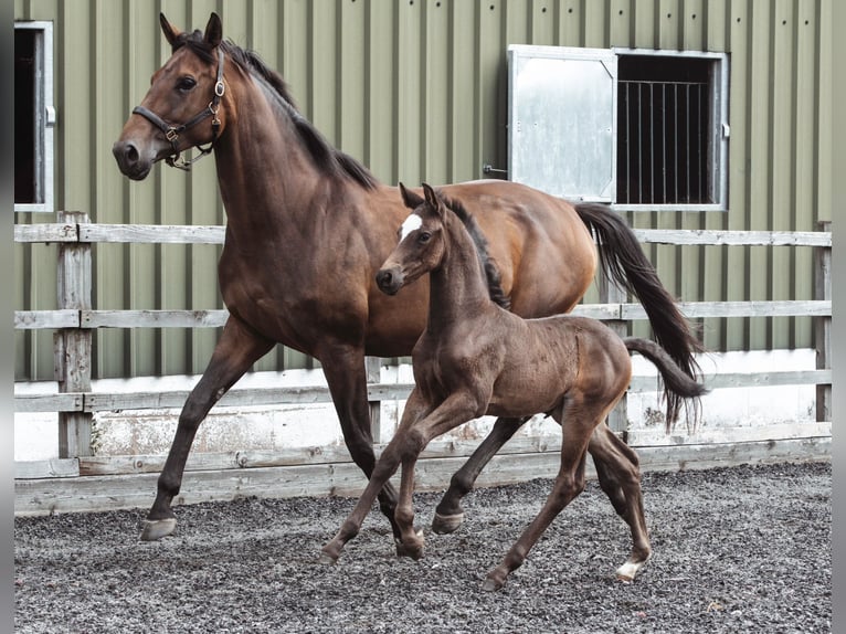 AES Merrie veulen (05/2024) 170 cm Roodbruin in Gloucester