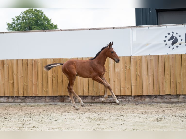 AES Merrie Veulen (05/2025) Bruin in GROTE-BROGEL