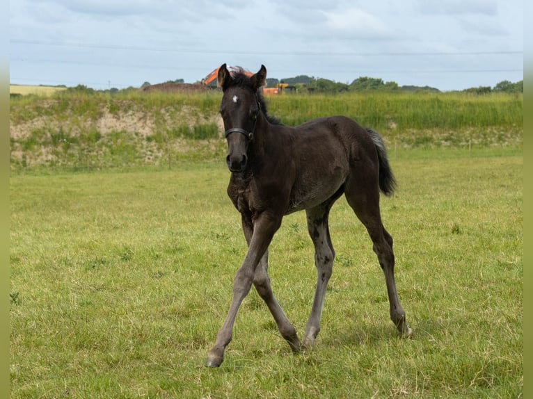 AES Merrie veulen (05/2024) Donkerbruin in Devon