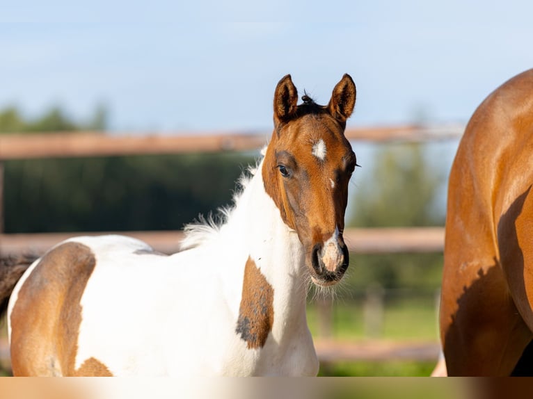 AES Merrie Veulen (07/2026) Gevlekt-paard in Waddinxveen