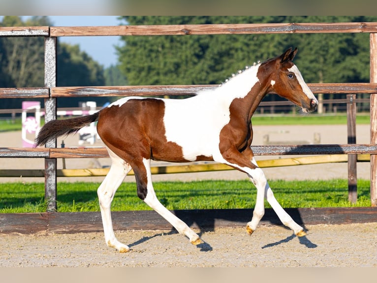AES Merrie Veulen (05/2026) Gevlekt-paard in Waddinxveen