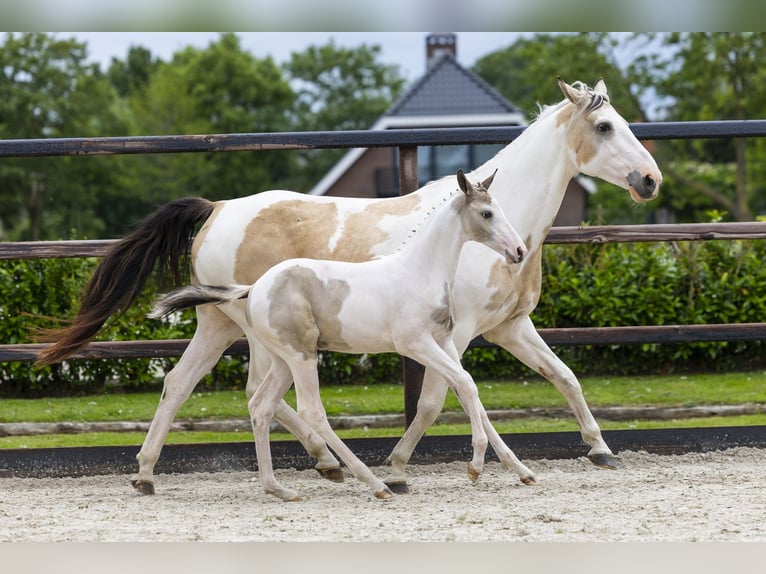 AES Merrie Veulen (04/2026) Gevlekt-paard in Waddinxveen