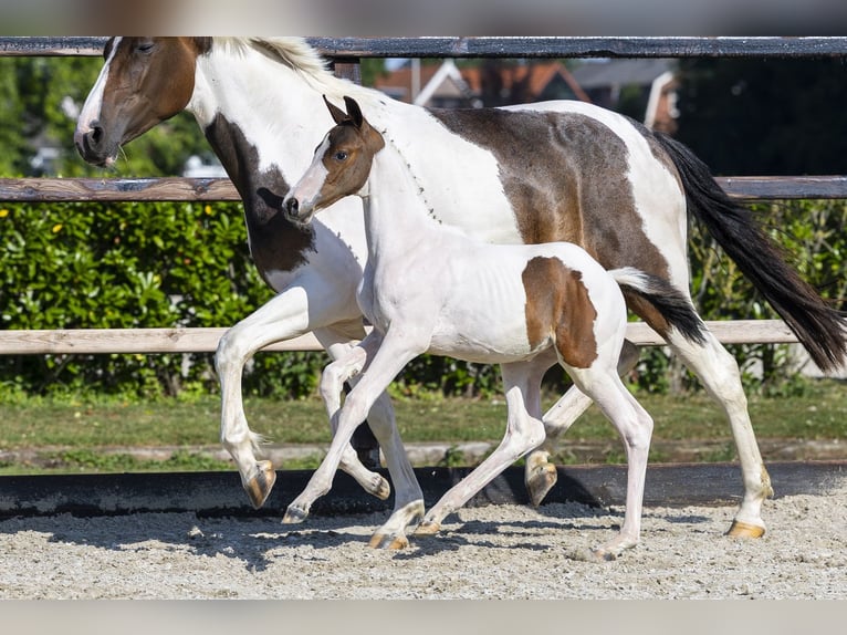 AES Merrie Veulen (05/2026) Gevlekt-paard in Waddinxveen