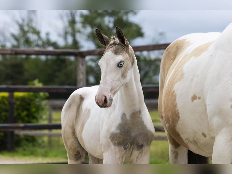 AES Merrie Veulen (04/2026) Gevlekt-paard in Waddinxveen