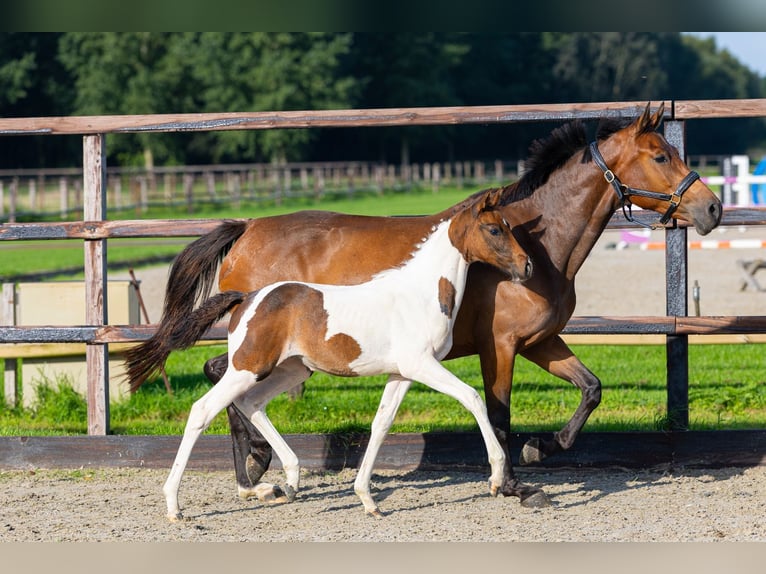 AES Merrie Veulen (07/2026) Gevlekt-paard in Waddinxveen