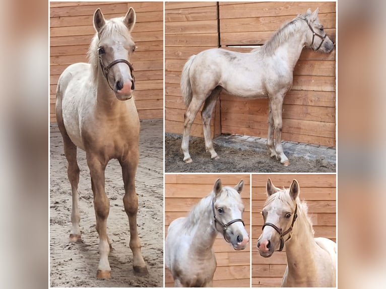 AES Merrie Veulen (05/2025) Palomino in Den Ham