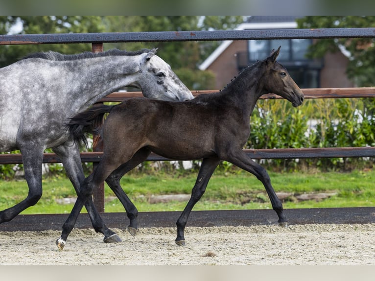 AES Merrie Veulen (05/2025) Schimmel in Waddinxveen