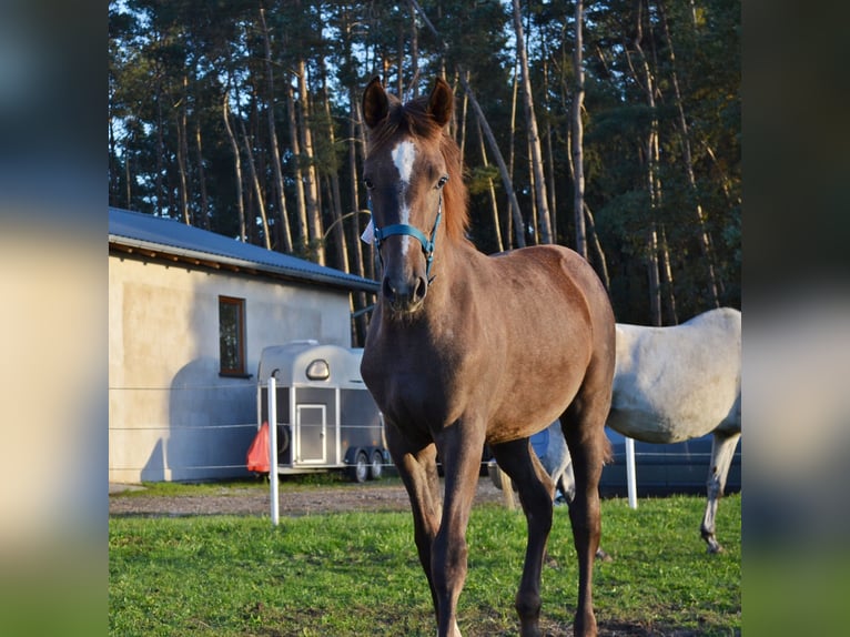 AES Merrie veulen (03/2024) Vliegenschimmel in Opole