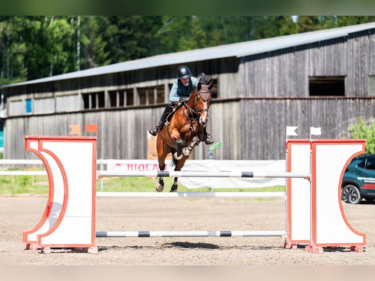 AES Ruin 10 Jaar 170 cm Roodbruin in tallinn