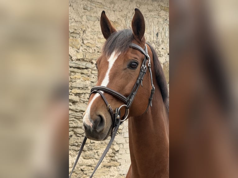 AES Ruin 10 Jaar 170 cm Roodbruin in tallinn