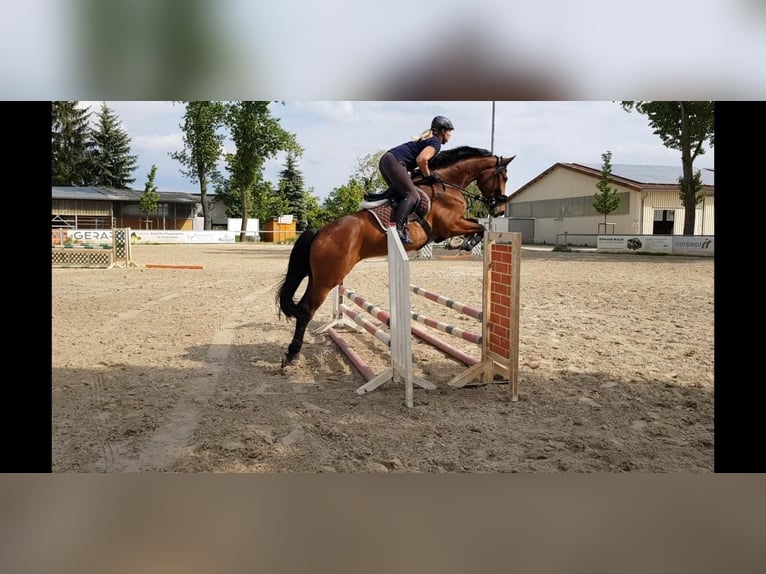AES Ruin 10 Jaar 176 cm Bruin in Rödermark