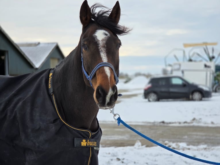 AES Ruin 11 Jaar 170 cm Zwartbruin in Jellum