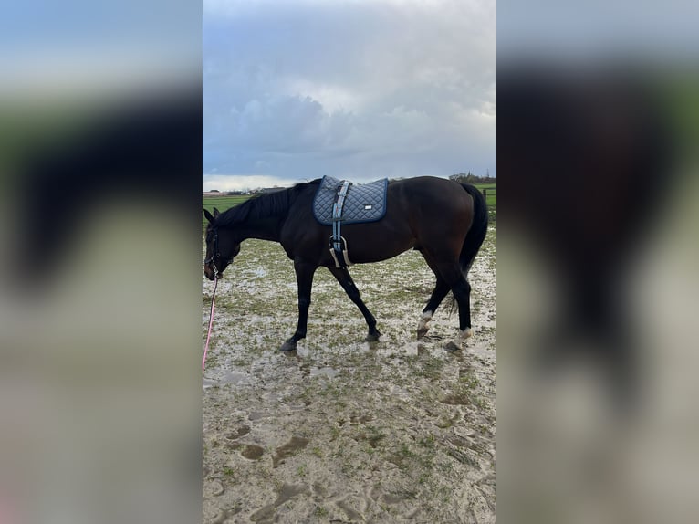 AES Ruin 11 Jaar 170 cm Zwartbruin in Jellum