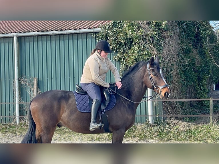 AES Ruin 11 Jaar 170 cm Zwartbruin in Jellum