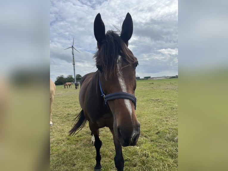 AES Ruin 11 Jaar 170 cm Zwartbruin in Jellum