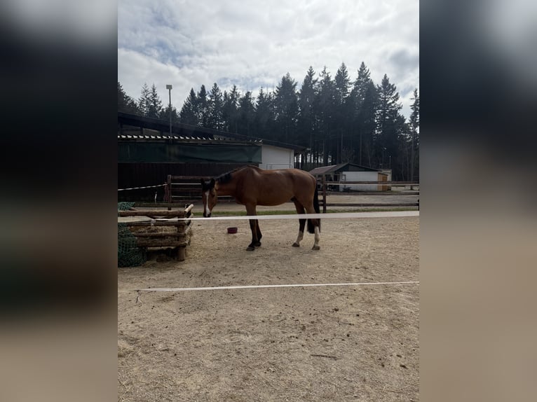 AES Ruin 12 Jaar 170 cm Bruin in Nast&#xE4;tten