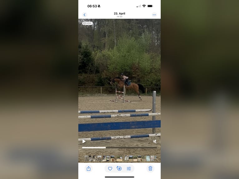 AES Ruin 12 Jaar 170 cm Bruin in Nast&#xE4;tten