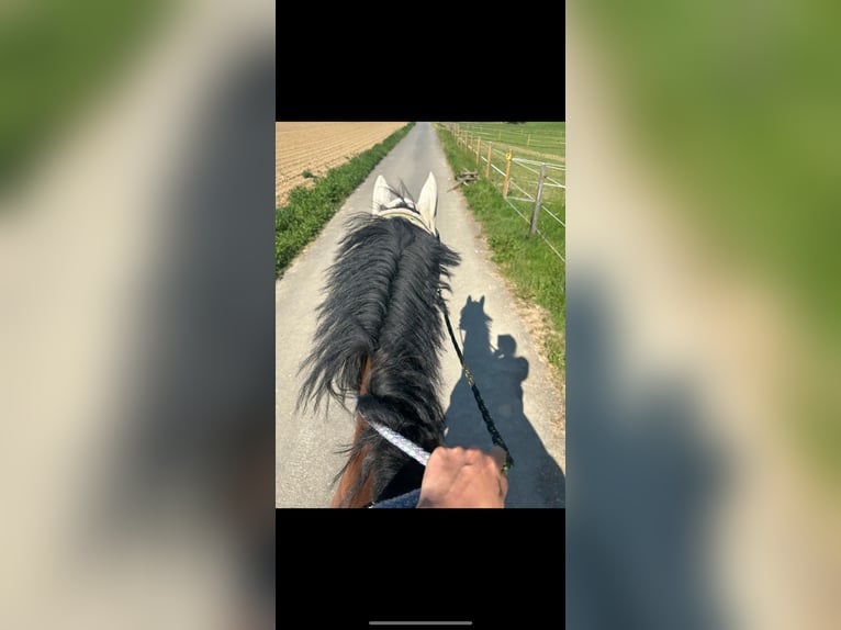 AES Ruin 12 Jaar 170 cm Bruin in Nast&#xE4;tten