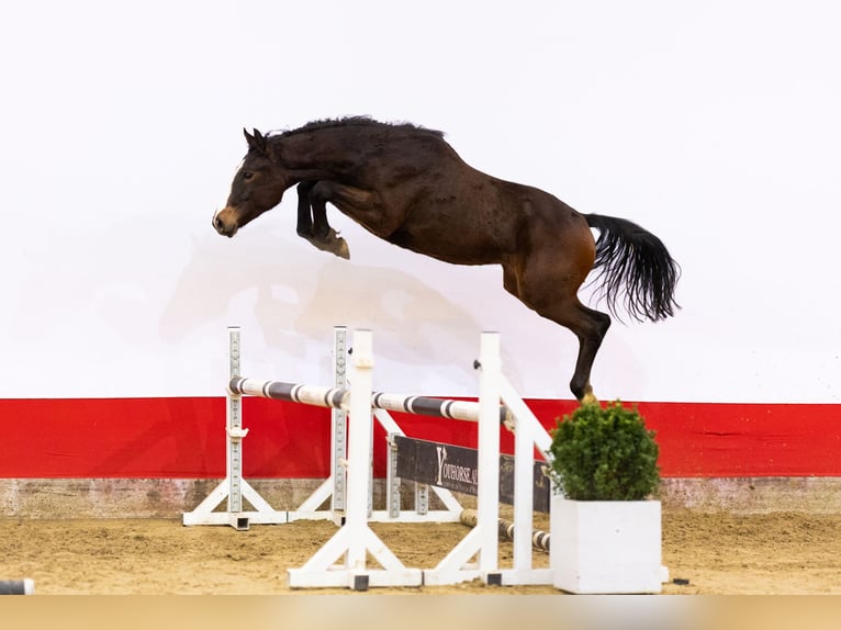 AES Ruin 2 Jaar 154 cm Donkerbruin in 2742WH