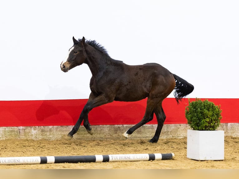 AES Ruin 2 Jaar 154 cm Donkerbruin in 2742WH