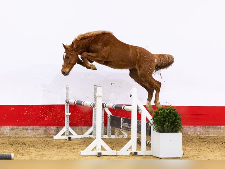 AES Ruin 2 Jaar 156 cm  in Waddinxveen