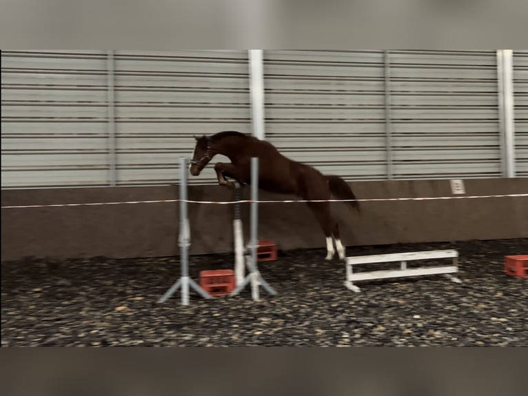 AES Ruin 2 Jaar 158 cm Vos in Strzeszyn