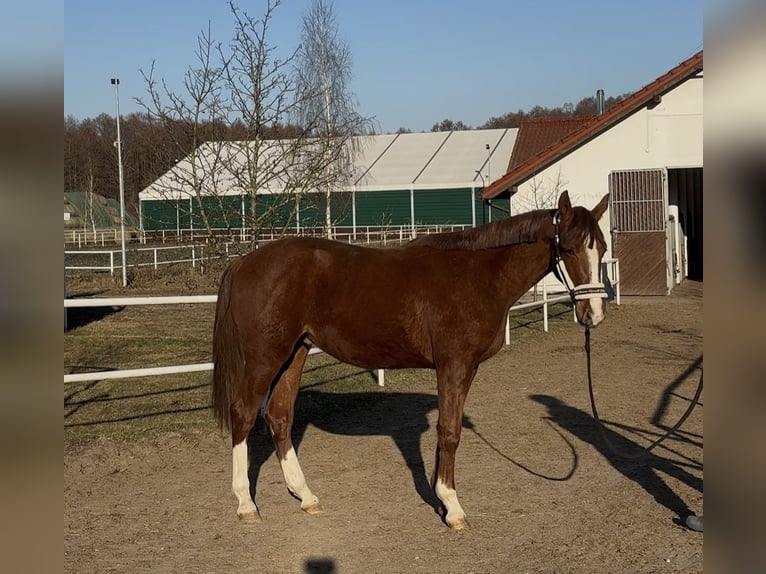 AES Ruin 2 Jaar 158 cm Vos in Strzeszyn