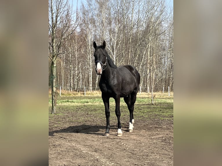 AES Ruin 2 Jaar 162 cm Zwart in Zakrz&#xF3;w