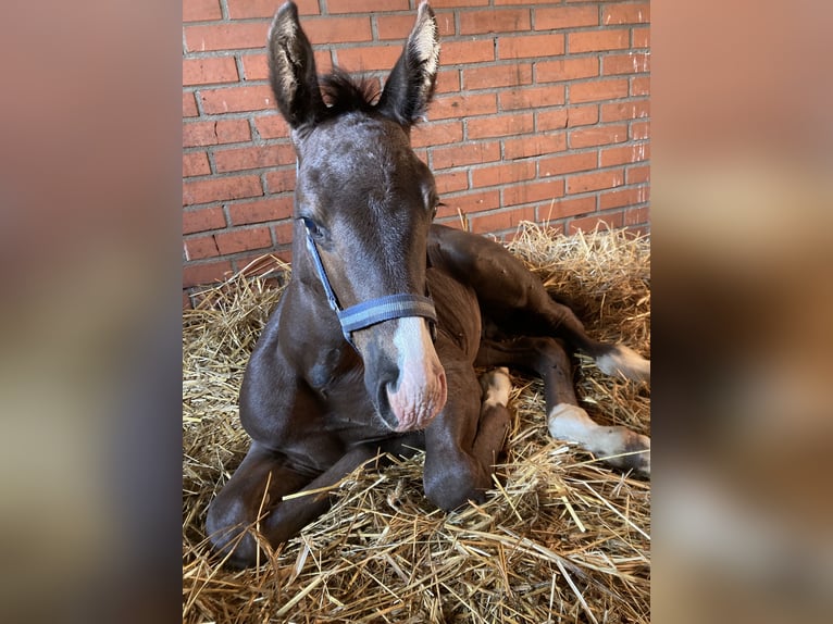 AES Ruin 2 Jaar 162 cm Zwart in Zakrz&#xF3;w