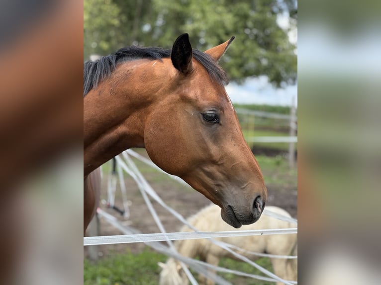 AES Ruin 2 Jaar Bruin in Winnica