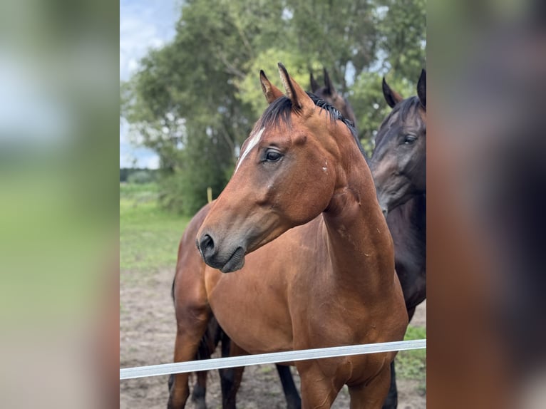 AES Ruin 2 Jaar Bruin in Winnica