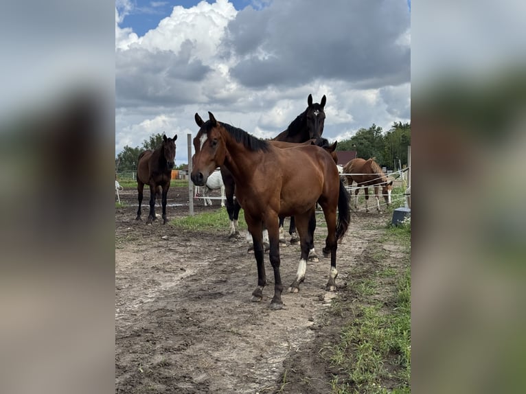 AES Ruin 2 Jaar Bruin in Winnica
