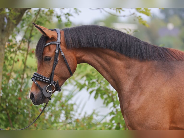 AES Ruin 3 Jaar 145 cm Bruin in GROTE-BROGEL