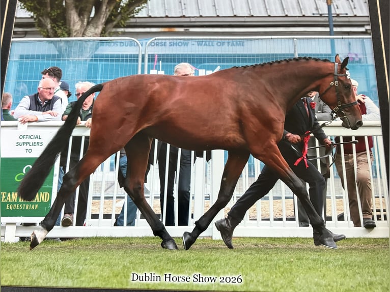 AES Mix Ruin 3 Jaar 178 cm Roodbruin in Goresbridge