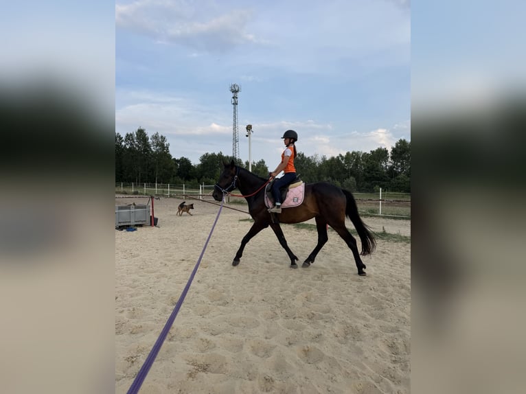 AES Ruin 3 Jaar Roodbruin in Winnica