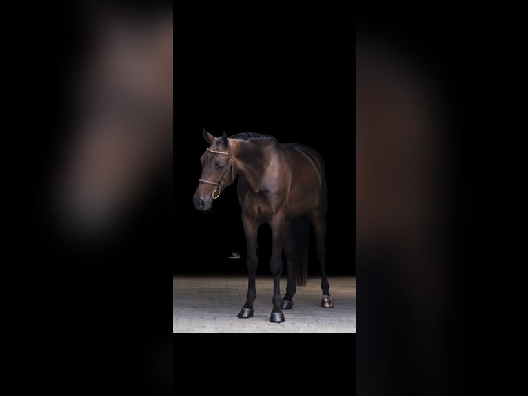AES Ruin 4 Jaar 163 cm Donkerbruin in Etten-Leur