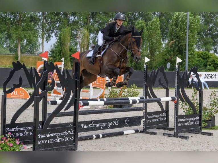 AES Ruin 4 Jaar 163 cm Donkerbruin in Etten-Leur
