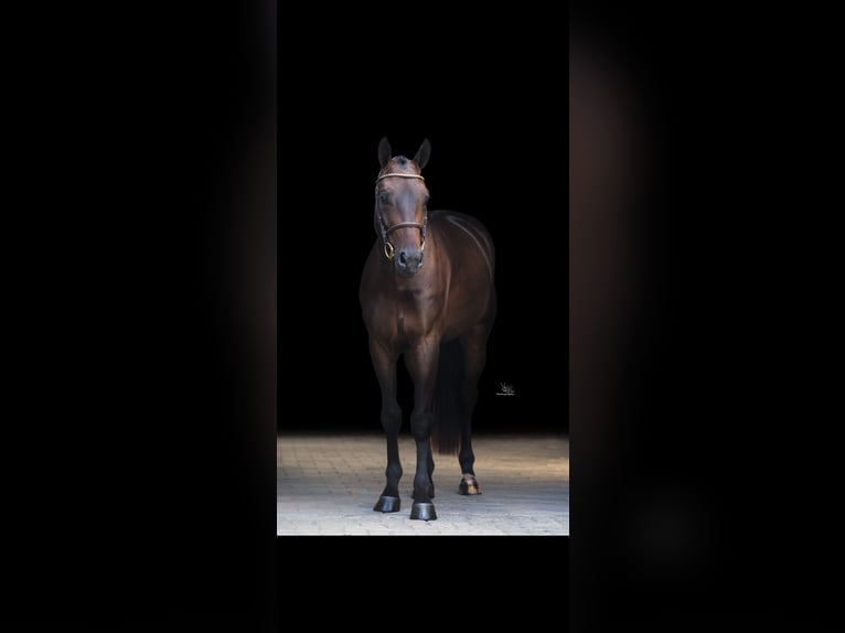 AES Ruin 4 Jaar 163 cm Donkerbruin in Etten-Leur