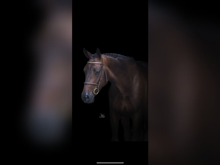 AES Ruin 4 Jaar 163 cm Donkerbruin in Etten-Leur