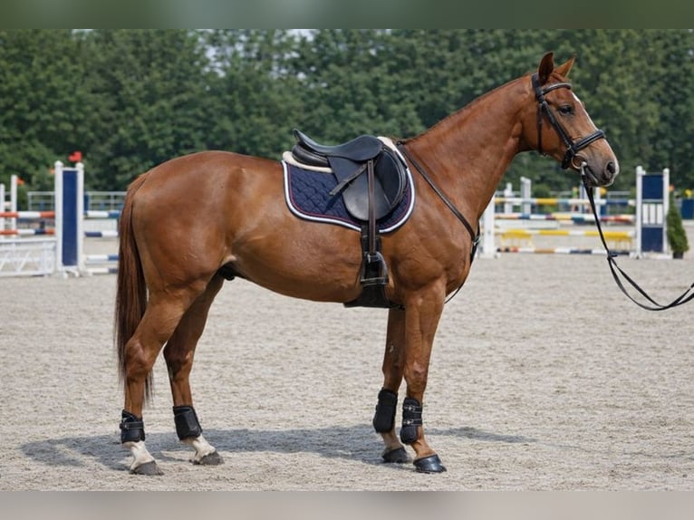 AES Ruin 4 Jaar 164 cm Vos in Radzymin