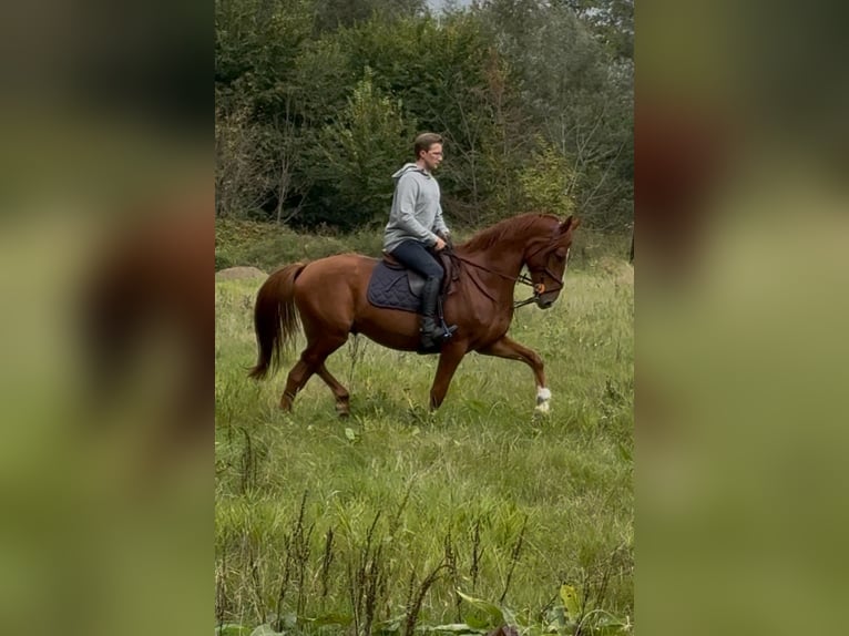 AES Ruin 4 Jaar 165 cm Vos in Hekelgem