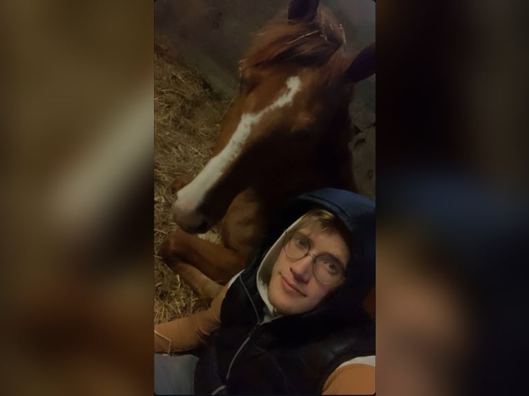 AES Ruin 4 Jaar 165 cm Vos in Hekelgem