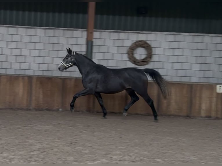 AES Ruin 4 Jaar 166 cm Blauwschimmel in Oud Gastel