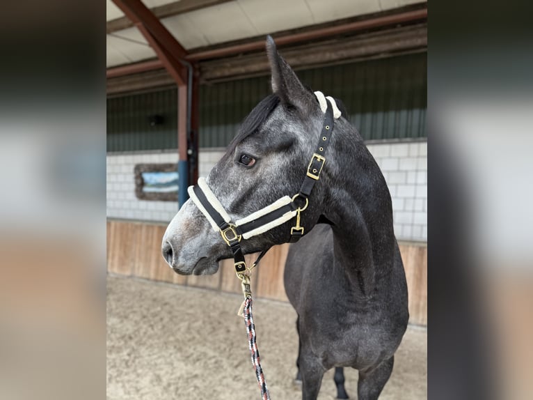 AES Ruin 4 Jaar 166 cm Blauwschimmel in Oud Gastel