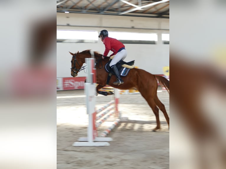 AES Ruin 4 Jaar 166 cm Vos in Nowy Janków