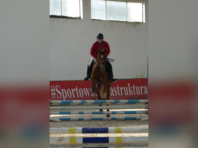 AES Ruin 4 Jaar 166 cm Vos in Nowy Janków