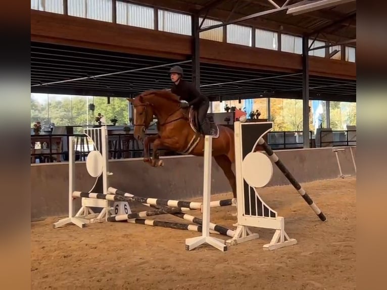 AES Ruin 4 Jaar 168 cm Donkere-vos in Ysselsteyn