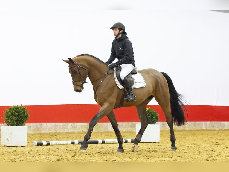 AES Ruin 4 Jaar 168 cm  in Waddinxveen